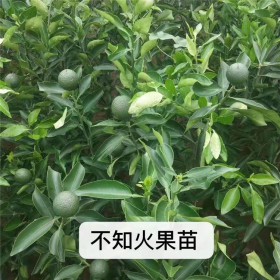 四川果苗批發(fā)不知火柑桔苗不知火苗丑八怪果樹(shù)苗