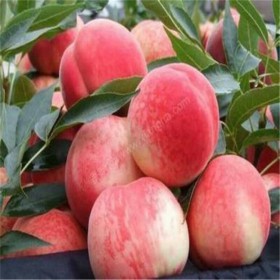 四川胭脂脆桃苗 新品種桃樹苗 胭脂脆桃苗早熟個大全紅價格實(shí)惠 歡迎咨詢