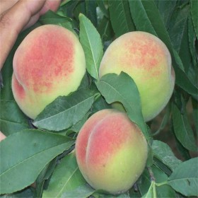 四川晚白桃苗基地供應 鳳凰桃苗批發(fā)價格