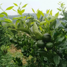 成都益賓無核沃柑杯苗批發(fā) 品種齊全產量高