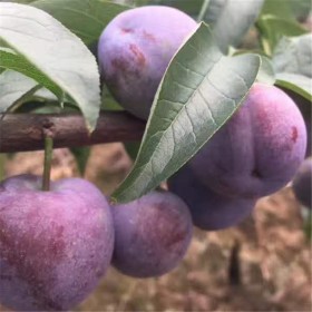 苗圃基地直發(fā) 優(yōu)質果苗  脆紅李苗