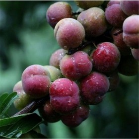 李子苗 茵紅李子苗 優(yōu)質供應