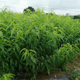 毛桃苗批發(fā)價格新品種桃苗批發(fā)批發(fā)桃苗種植