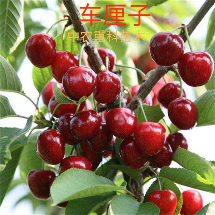 車?yán)遄? /><br />
<img src=