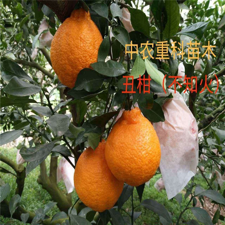 丑柑(不知火)