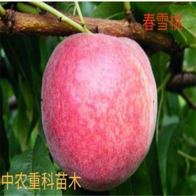 春雪桃苗，春雪桃苗基地，春雪桃苗價格，春雪桃樹苗批發(fā)