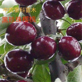 簡陽市中農(nóng)重科苗木專業(yè)合作社