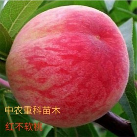 紅不軟桃苗紅不軟桃樹苗價格,紅不軟桃樹苗出售,紅不軟桃樹苗批發(fā),桃苗基地