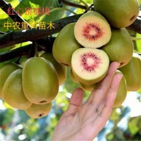 四川優(yōu)質(zhì)紅心獼猴桃苗 品質(zhì)高，易存貨，結(jié)果率高