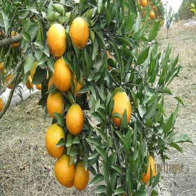 四川基地直供春見柑橘樹苗 優(yōu)質春見苗小葉香橙嫁接春見苗批發(fā)