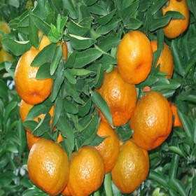 簡(jiǎn)陽(yáng)椪柑苗  成都椪柑橘子苗 四川橘子苗批發(fā)基地   四川柑橘苗批發(fā)