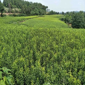 蜂糖李子苗   購苗蜂糖李子苗報價、1公分蜂糖李子苗產(chǎn)地