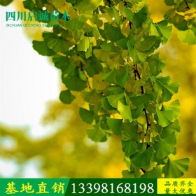 桂花掉葉子是怎么回事？