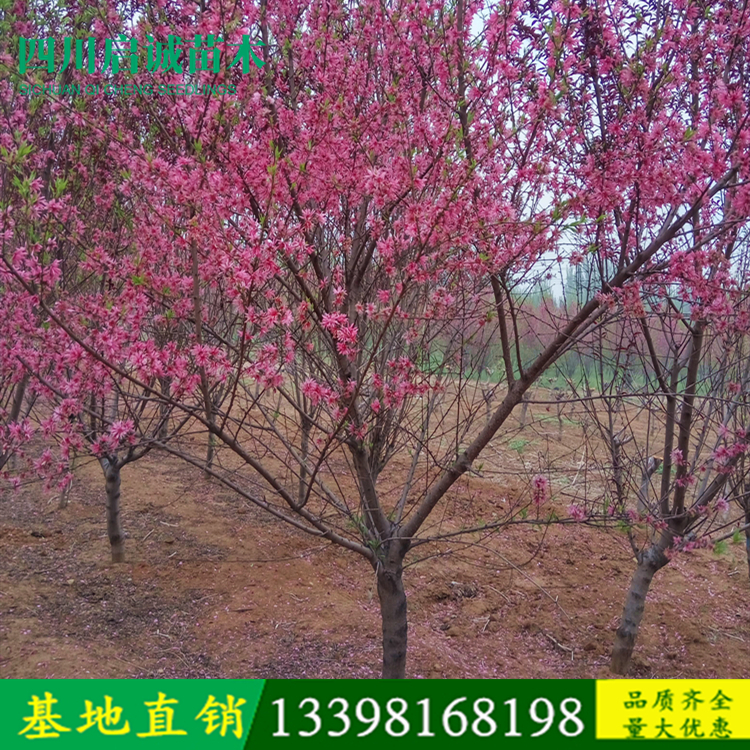 櫻花6