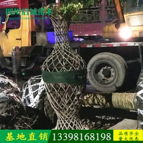 桂花掉葉子是怎么回事？