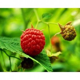 藥材種植 覆盆子種苗中藥材種植技術(shù)支持