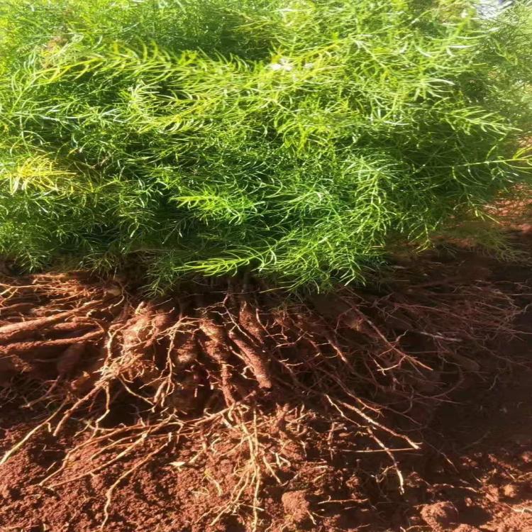 百部種植介紹