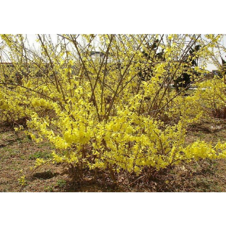 百部種植介紹