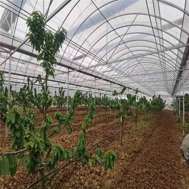 單棟大棚  花卉蔬菜育苗種植簡(jiǎn)易單拱棚  經(jīng)濟(jì)實(shí)用