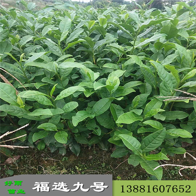 批發(fā)茶苗 福選九號(hào)茶苗廠(chǎng)商 批發(fā)價(jià)