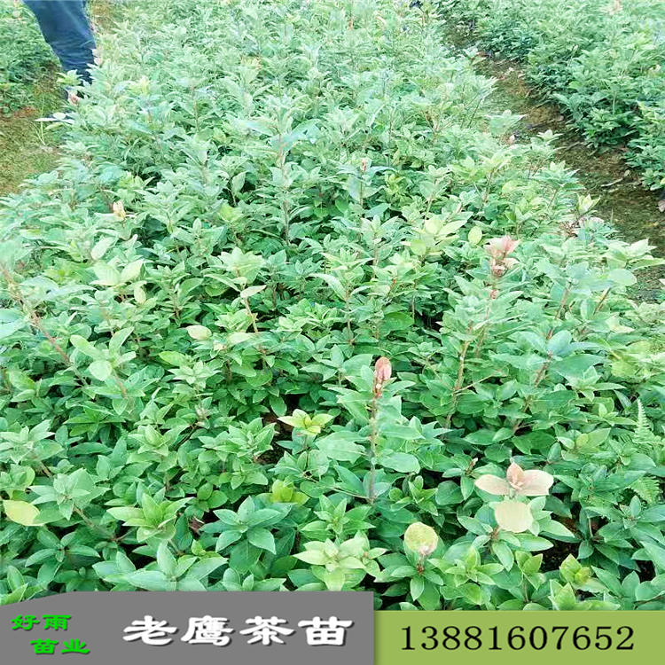 老鷹茶苗批發(fā) 基地直銷 農業(yè)優(yōu)質產品