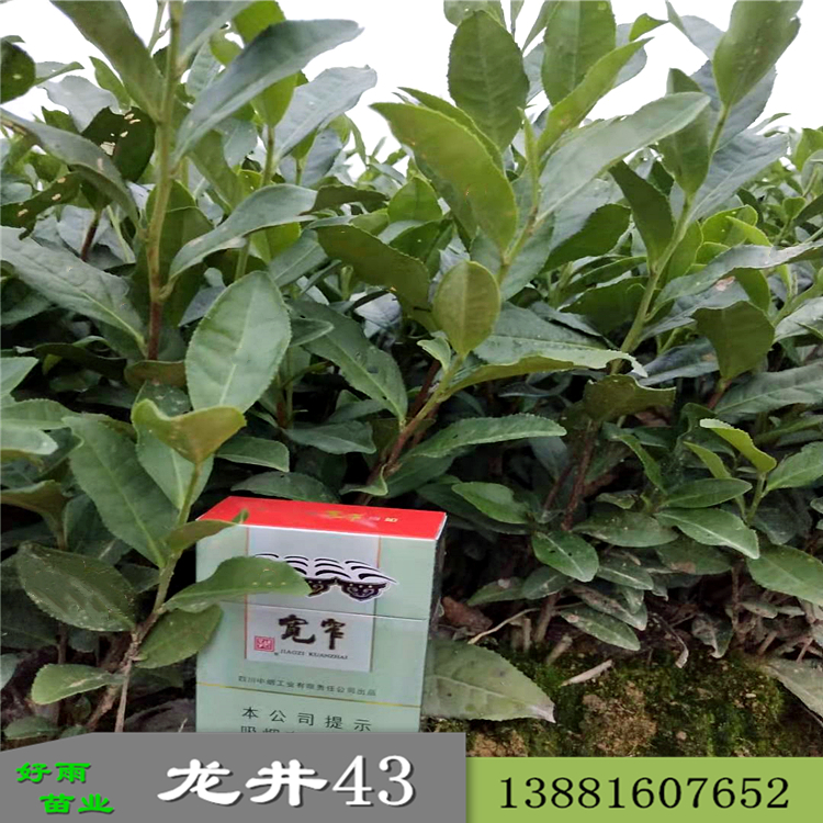 四川茶苗批發(fā) 龍井43茶苗批發(fā)供應茶葉苗基地