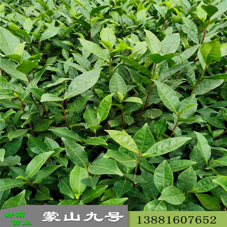 蒙山4號蒙山9號批發(fā) 基地福云6號質量好