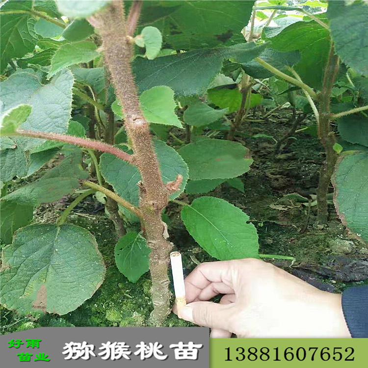 獼猴桃苗優(yōu)質獼猴桃苗木批發(fā) 現貨供應