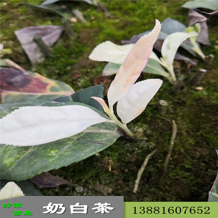 雅安奶白茶苗價格便宜 優(yōu)質(zhì)奶白茶