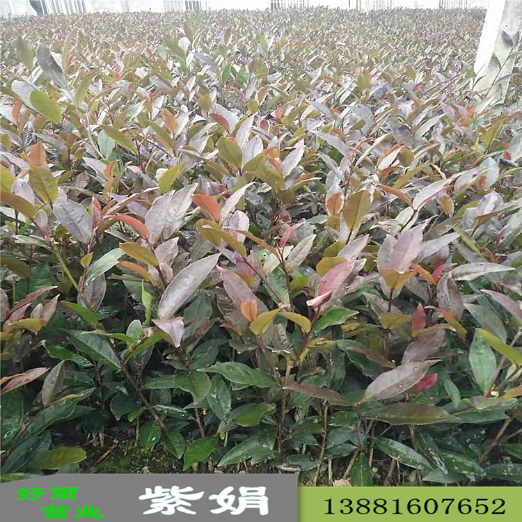 紫鵑茶苗指導報價 紫鵑茶苗批發(fā)