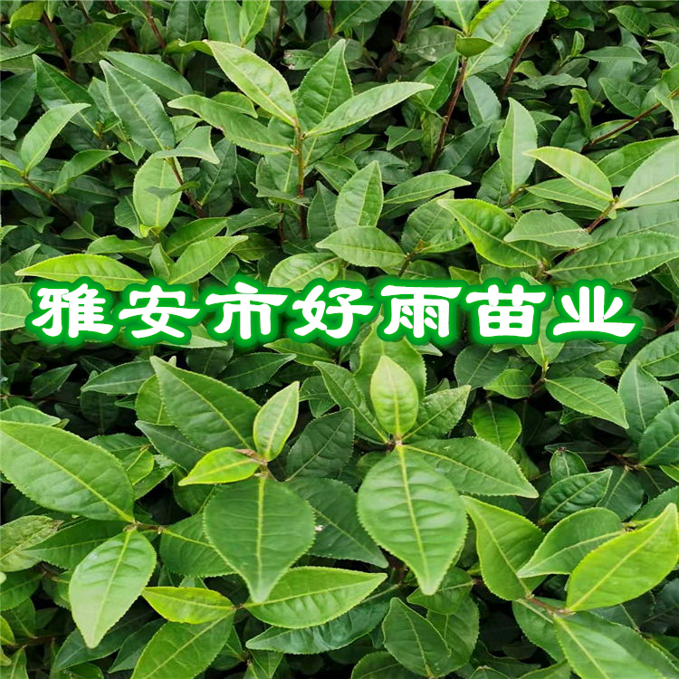 雅安市名山區(qū)好雨苗木種植農民專業(yè)合作社