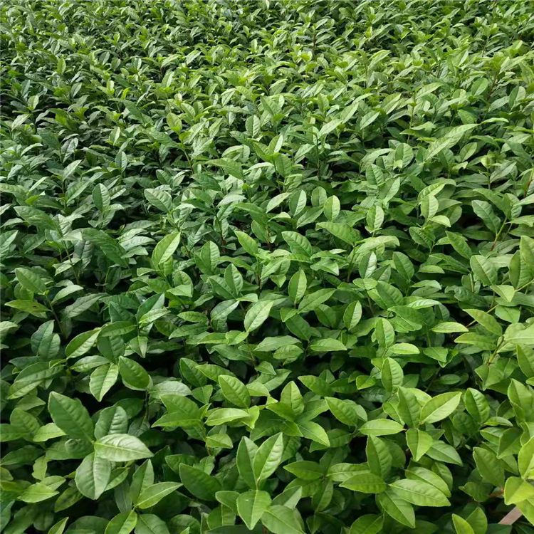 貴州茶苗品種大全 基地直銷產地批發(fā)