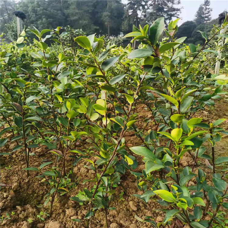 嫁接油茶苗基地直銷 現挖現賣 量大價優(yōu) 好雨苗木