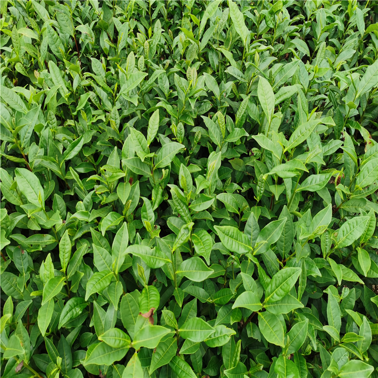 鄂茶十號 現(xiàn)貨供應(yīng) 好雨苗木