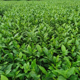 中茶108茶苗   四川茶苗基地直采   品質保障