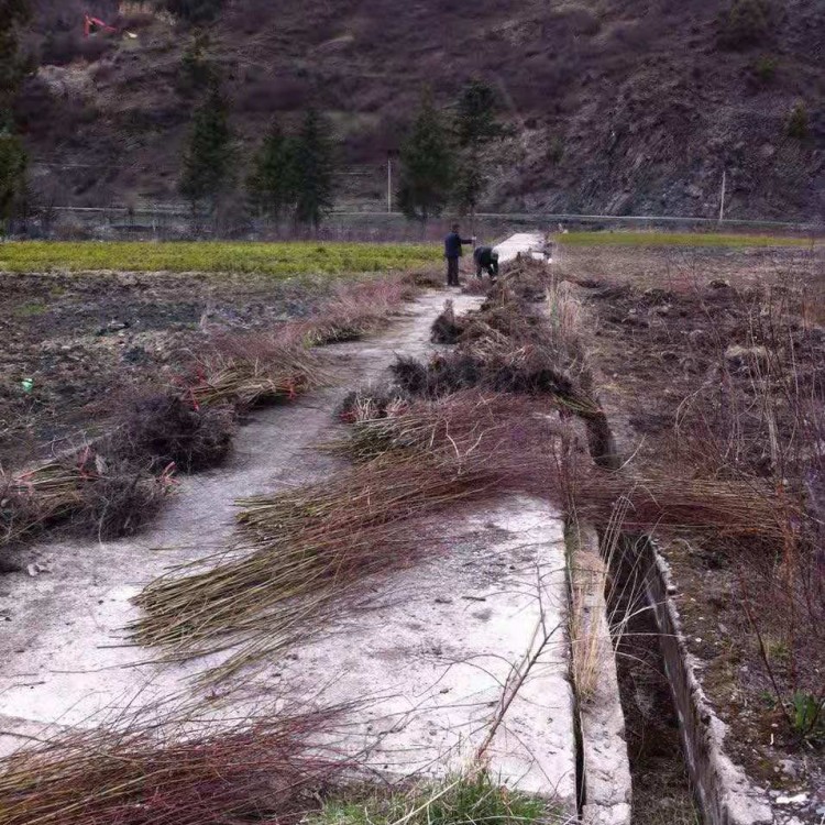 四川高山柳樹苗批發(fā) 垂柳批發(fā) 綠化柳樹苗批發(fā)