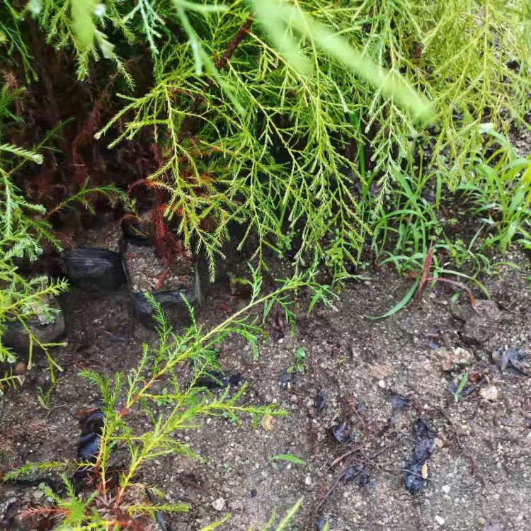 園林綠化柏樹苗批發(fā) 岷江柏樹苗批發(fā) 小龍柏樹苗價格 根系發(fā)達(dá)