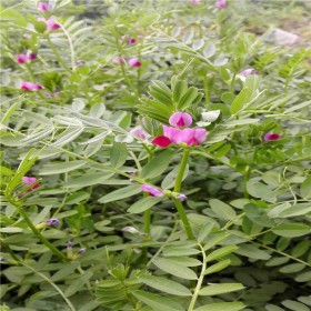 馬蹄金價(jià)格