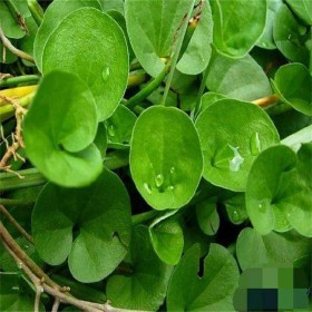 馬蹄金價(jià)格