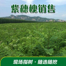 紫穗槐種子供應(yīng) 紫穗槐廠家大量批發(fā) 紫穗槐小苗種子價格