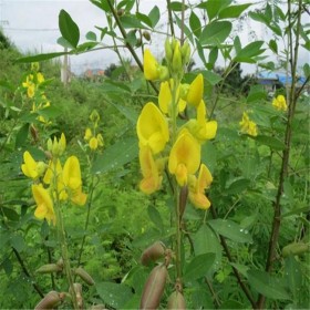 豬屎豆種子 戶外綠化種植草籽批發(fā)價(jià)格 綠牧天下