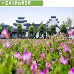 紫云英種子 戶外花卉種子 綠牧天下種業(yè)