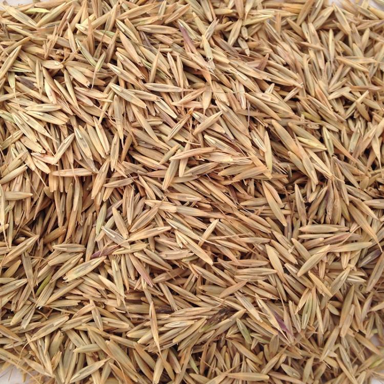 牧草 護坡 披堿草 老芒麥 草籽批發(fā) 牧草種子批發(fā) 綠化種植 草籽