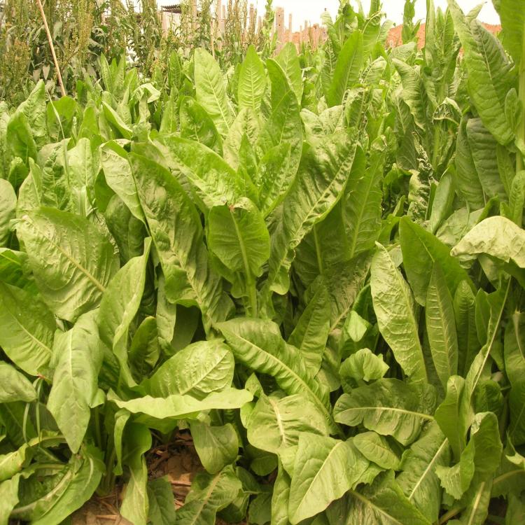 批發(fā)供應牧草雞鴨魚再生王菊苣種籽子成都種子供應