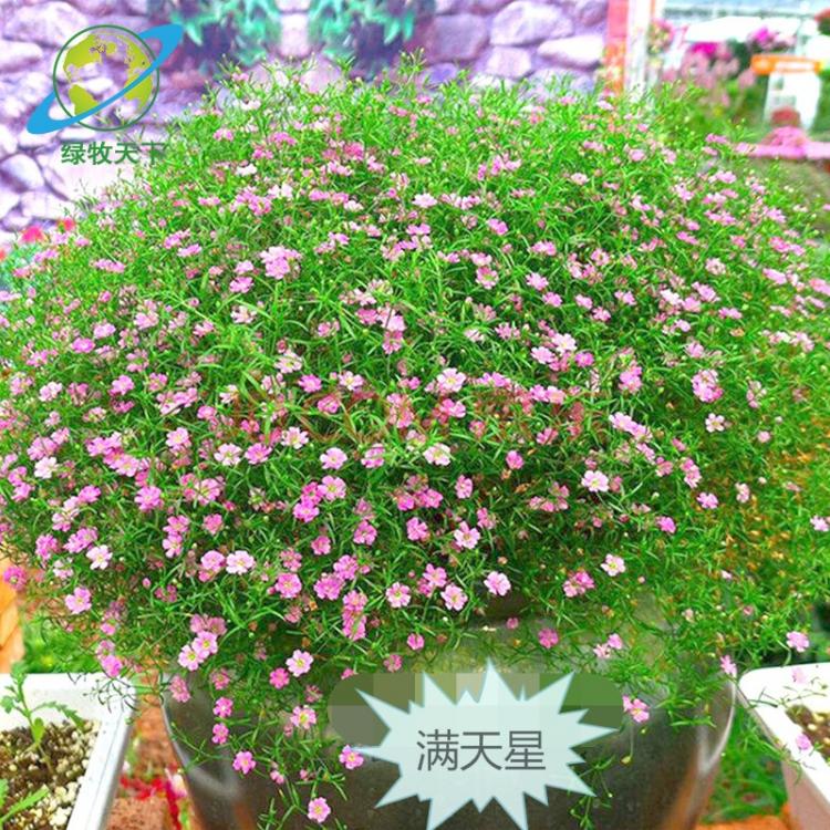 批發(fā)供應(yīng)滿天星 矢車菊花卉種籽 綠化工程量大優(yōu)惠