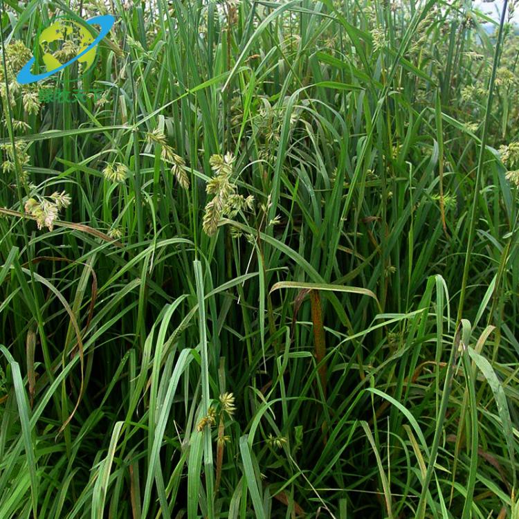 批發(fā)供應(yīng)耐陰牧草坪皮護坡綠化鴨茅種子
