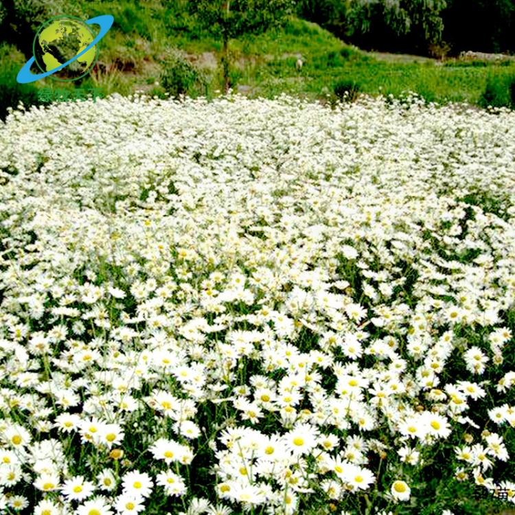 基地供應(yīng)草花大濱菊 濱菊 濱菊花卉 盆栽花卉 綠化護(hù)坡園林地被