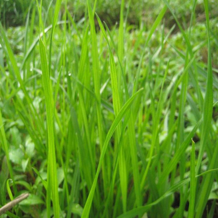 馬蹄金價(jià)格