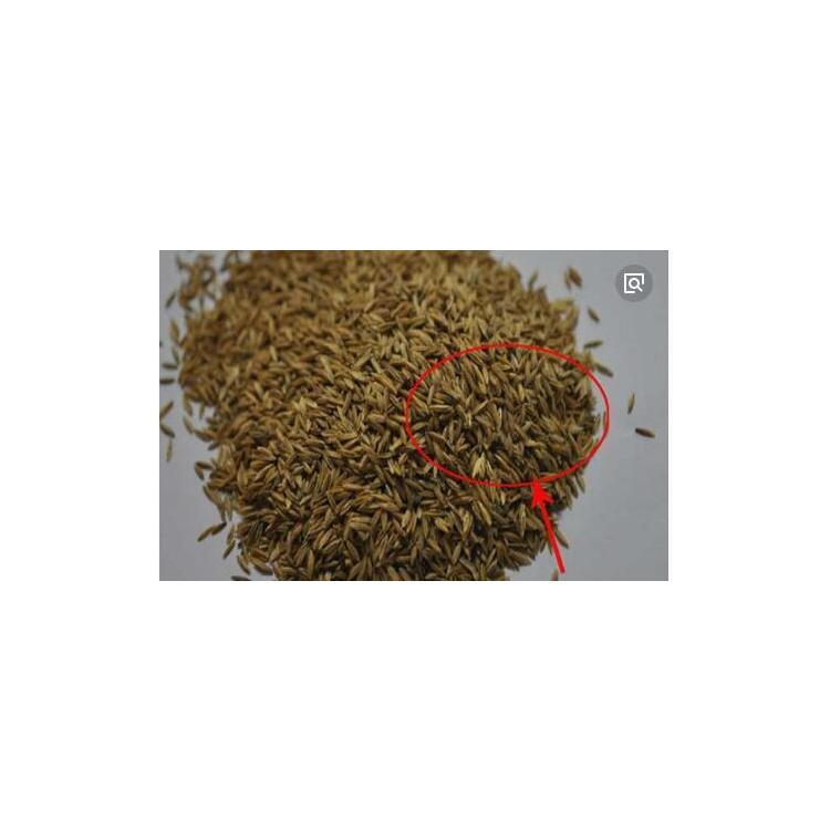 批發(fā)牧草坪皮四季常青綠化高爾夫草種 草籽