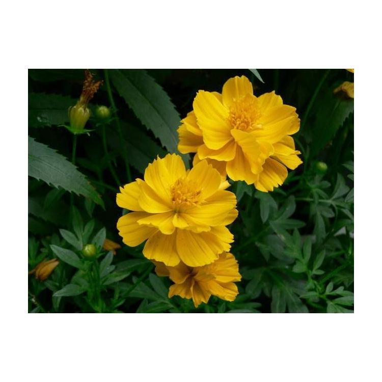 庭園藝用花種子 硫華菊種子 盆栽花種子批發(fā)